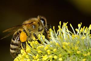 Save the Bees 