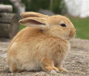 A Bunny's Life 