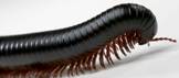Millipede 