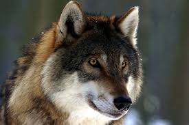 Where Are the Wolves 