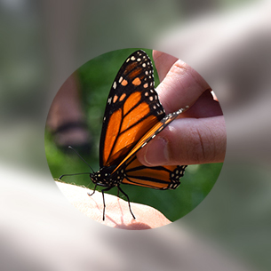  Monarch Butterfly