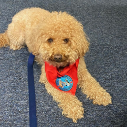   Raleigh the therapy dog is pictured laying on the floor at Creekside wearing a red bandana.
